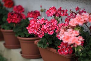 Для подкормки цветов понадобится йод