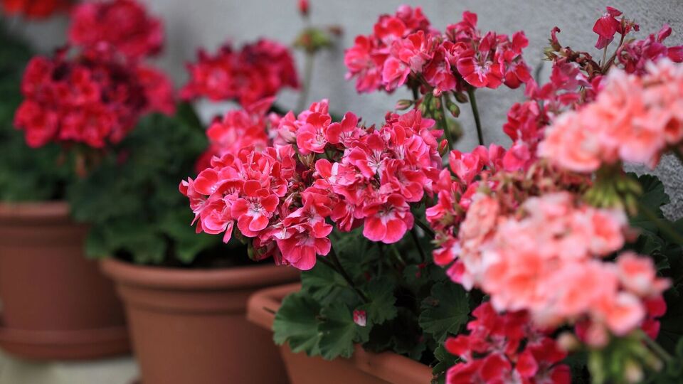 Для подкормки цветов понадобится йод