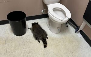 Енот в Эшленде не впервые хулиганит в помещениях
