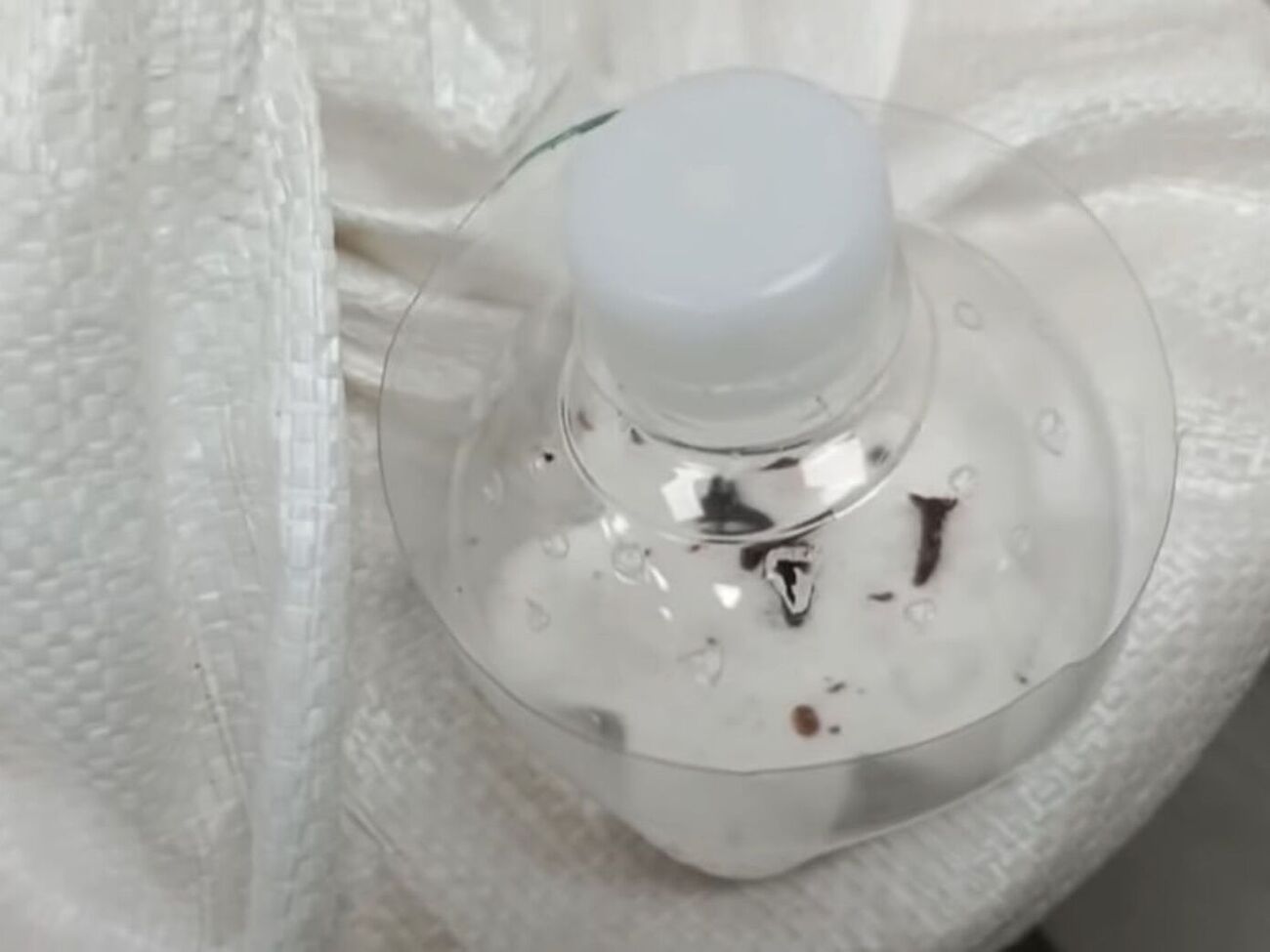 Для борьбы с молью понадобится гвоздика