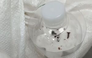 Для борьбы с молью понадобится гвоздика