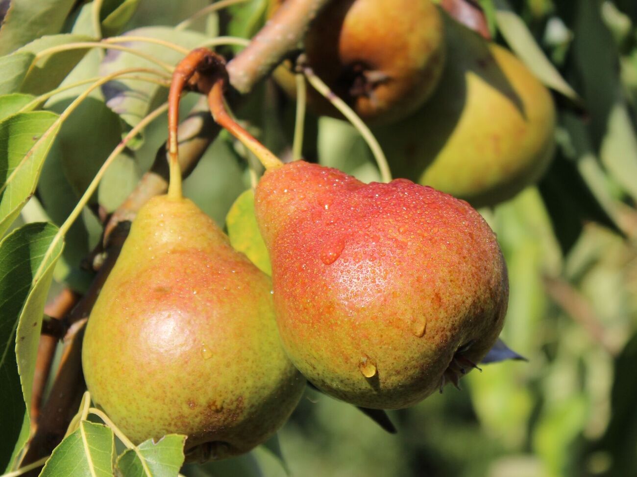 Урожай буде якісним і щедрим