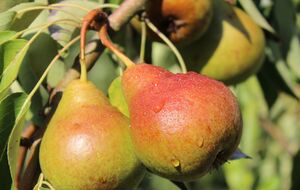 Урожай будет качественным и щедрым