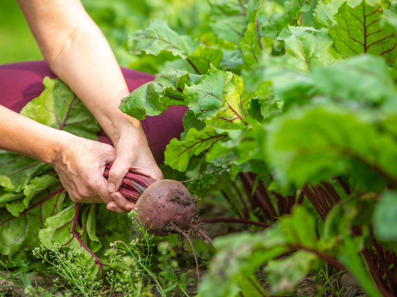 Некоторые сорта свеклы особенно подходят для украинского климата