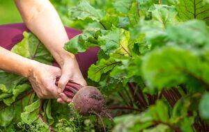 Некоторые сорта свеклы особенно подходят для украинского климата