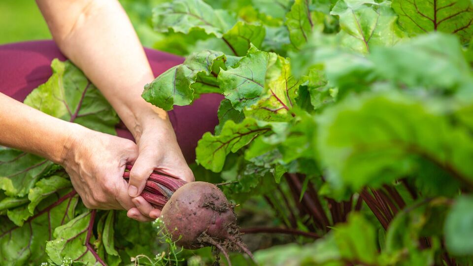 Некоторые сорта свеклы особенно подходят для украинского климата