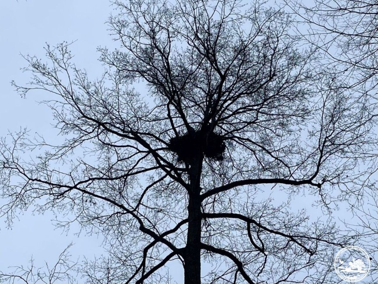 Ученые обнаружили 17-е гнездо орлана-белохвоста в пределах заповедника
