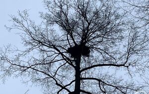 Ученые обнаружили 17-е гнездо орлана-белохвоста в пределах заповедника