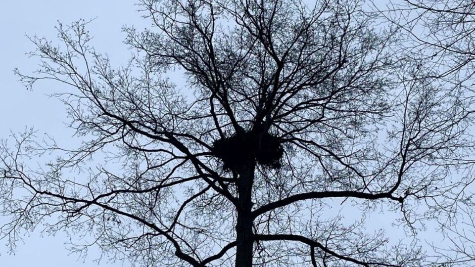 Ученые обнаружили 17-е гнездо орлана-белохвоста в пределах заповедника