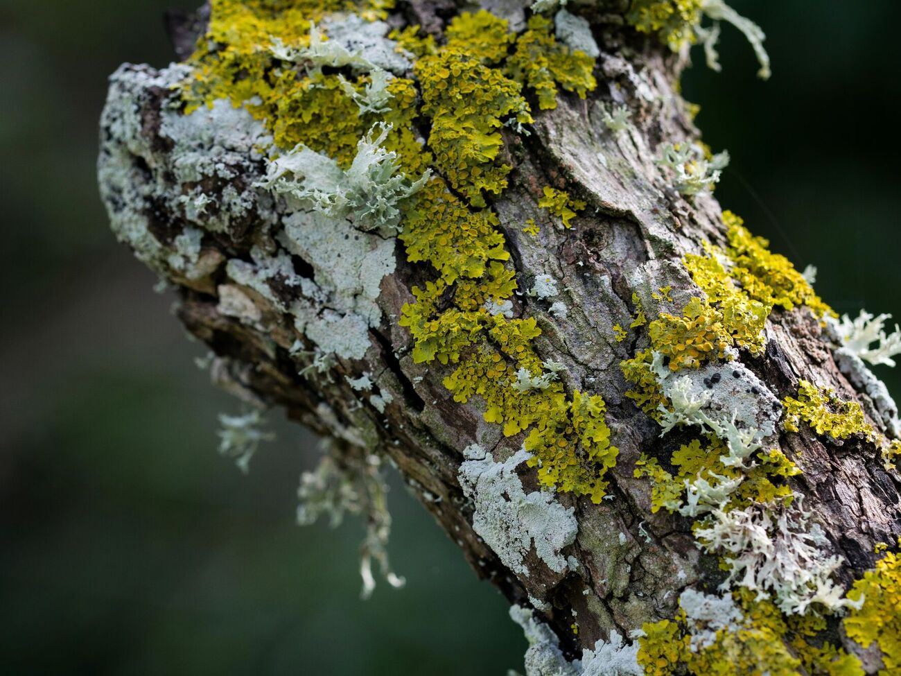 Лишайники сигнализируют, что дерево ослаблено