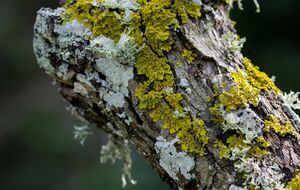 Лишайники сигнализируют, что дерево ослаблено