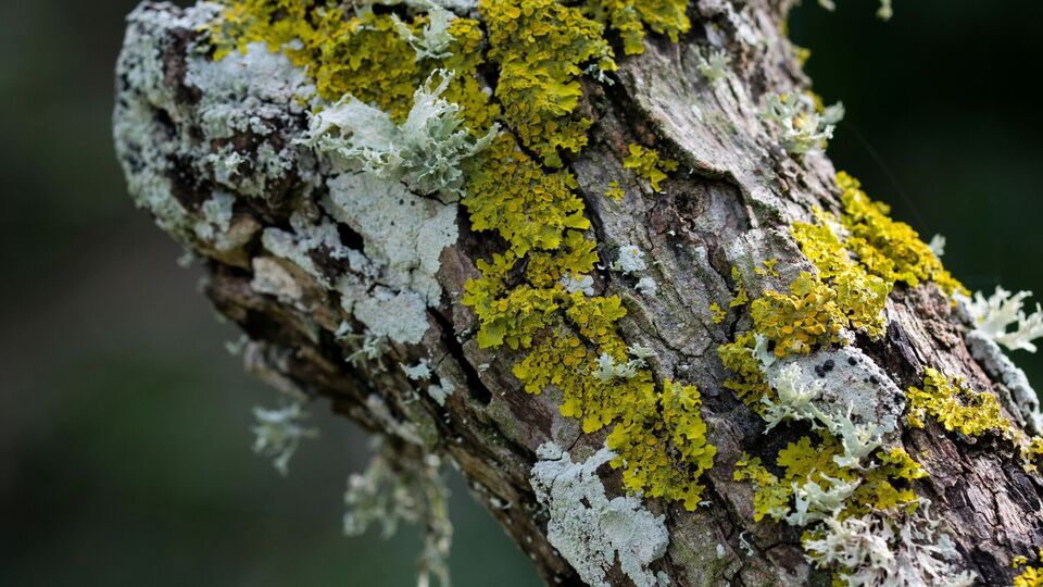 Лишайники сигнализируют, что дерево ослаблено