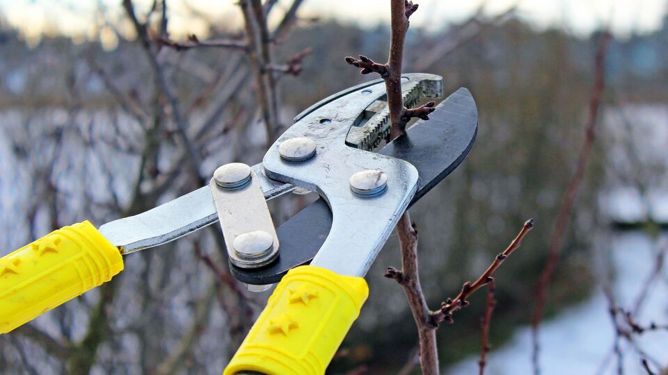 Обрезать следует только старые деревья
