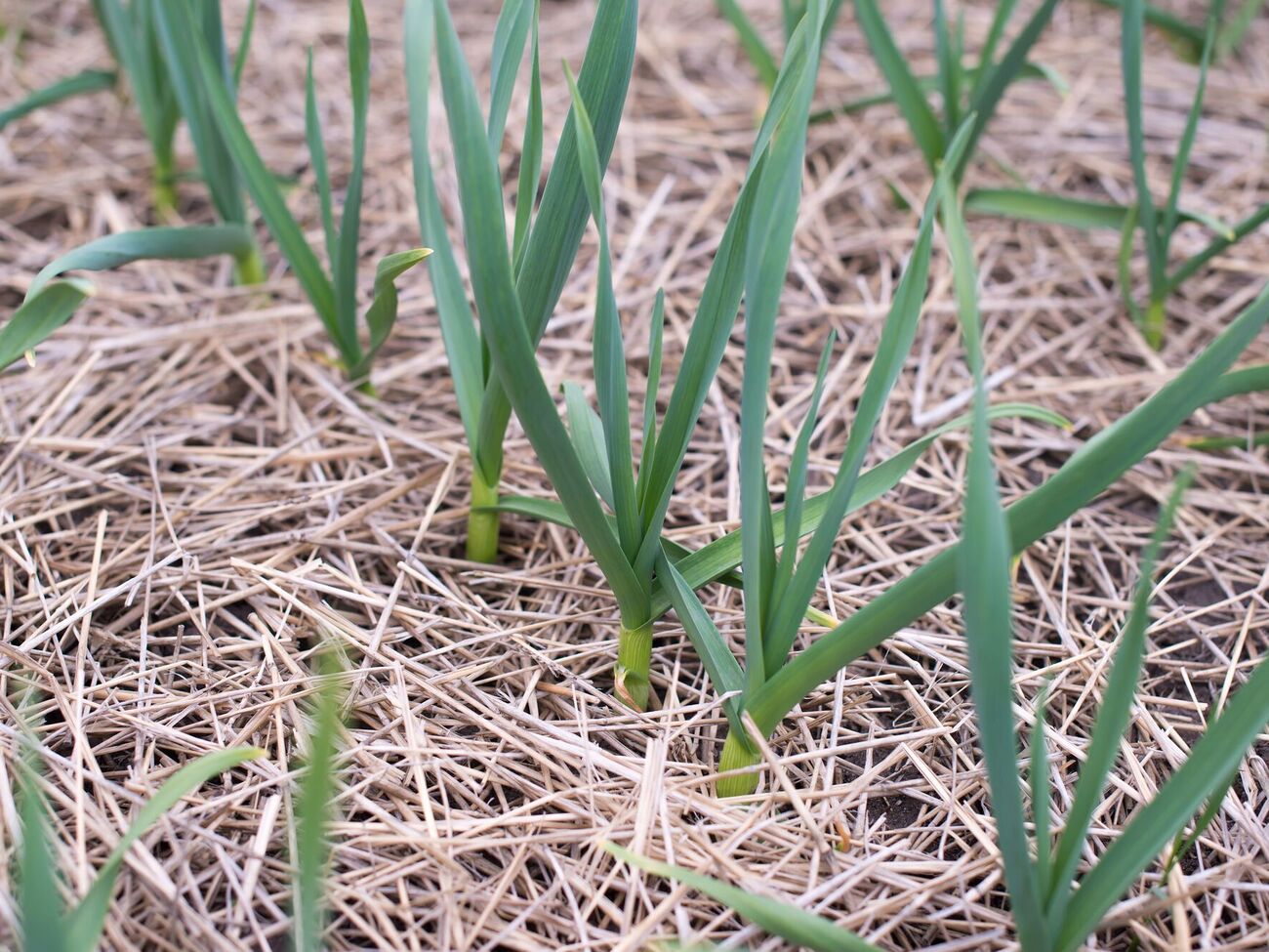 Весной можно получить сильные всходы