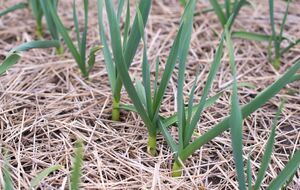 Навесні можна отримати сильні сходи