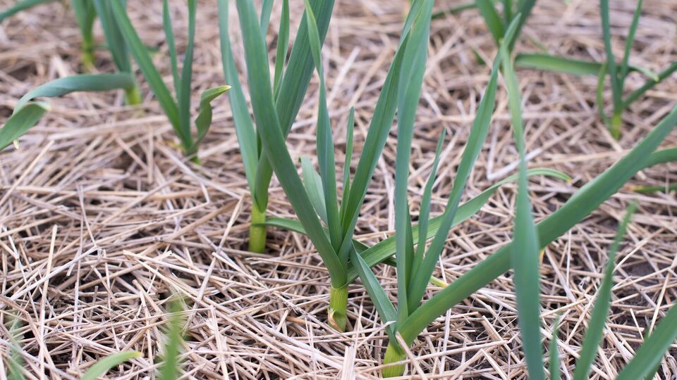 Весной можно получить сильные всходы