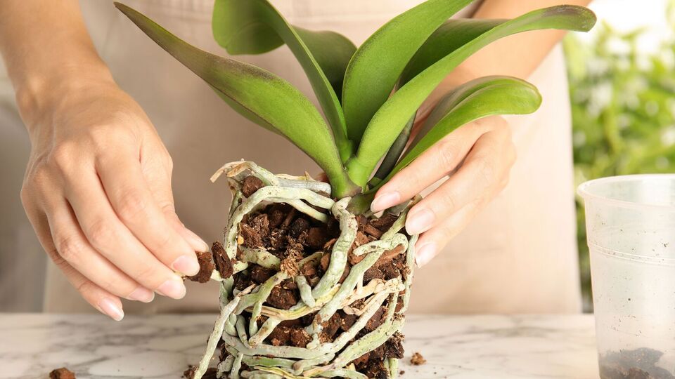 Для приготування ефективного органічного добрива знадобиться рис