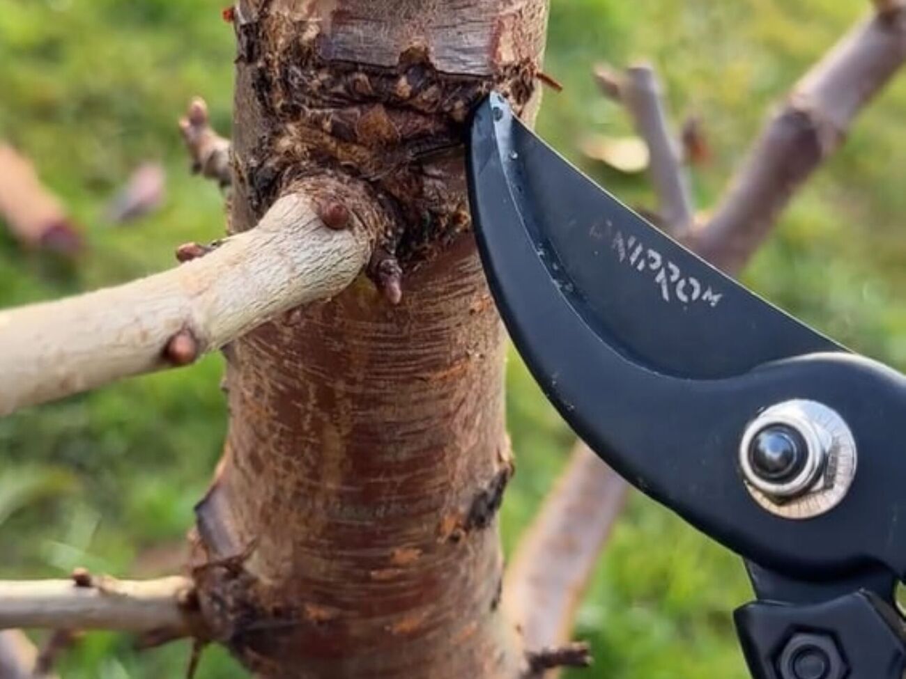 Після завершення процедури місця зрізів потрібно обробити фунгіцидом