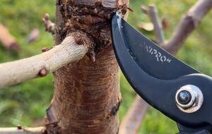 Після завершення процедури місця зрізів потрібно обробити фунгіцидом