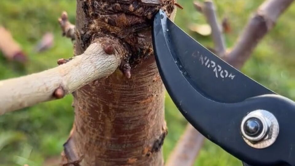 После завершения процедуры места срезов нужно обработать фунгицидом