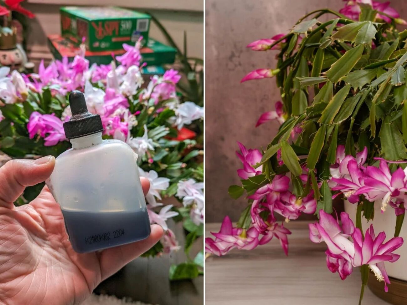 Лучшим удобрением для рождественского кактуса оказалась подкормка для фиалок