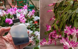 Лучшим удобрением для рождественского кактуса оказалась подкормка для фиалок