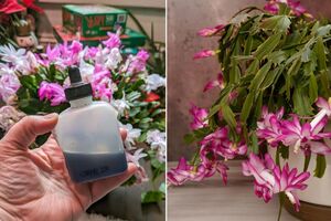 Лучшим удобрением для рождественского кактуса оказалась подкормка для фиалок