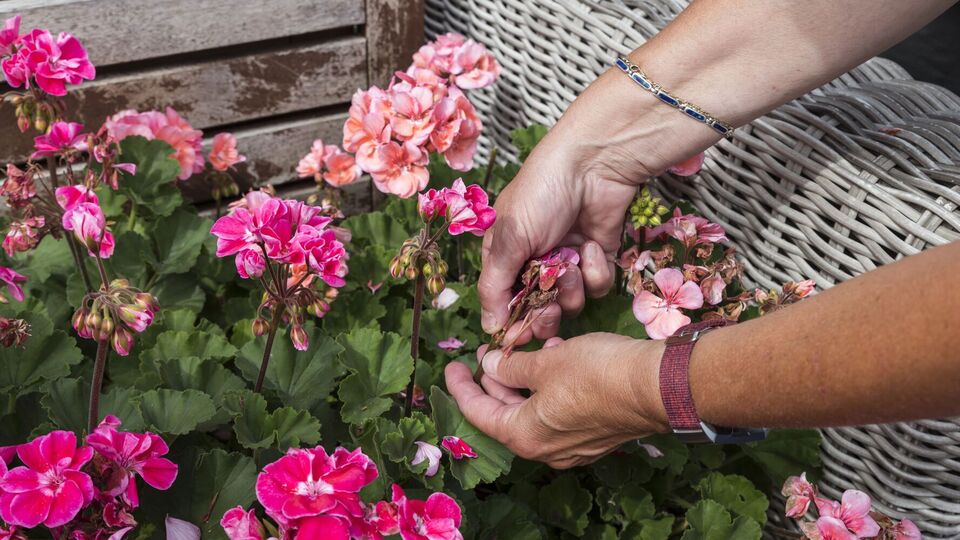 Герань будет радовать красивым цветением