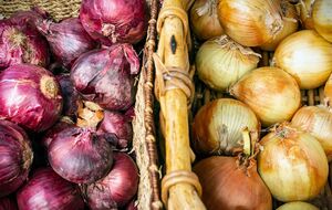 В помещение, где хранится лук, не должен попадать солнечный свет