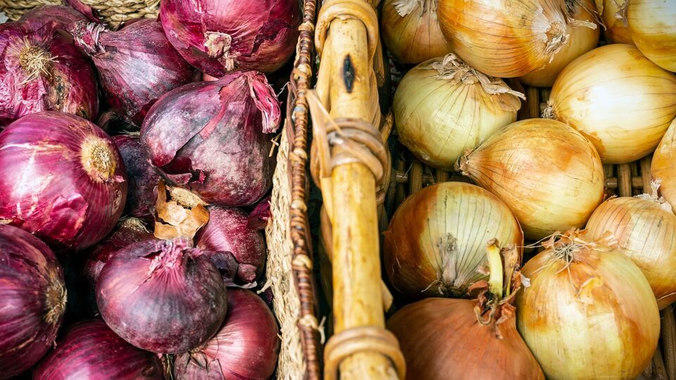 В помещение, где хранится лук, не должен попадать солнечный свет