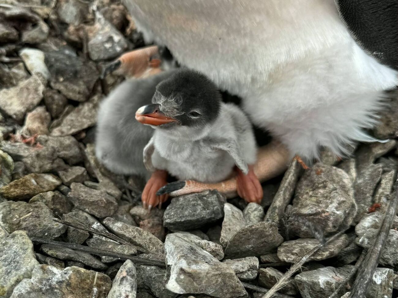 Птенец вылупился раньше, чем это происходит обычно