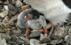Птенец вылупился раньше, чем это происходит обычно