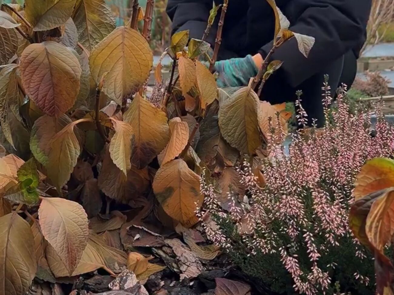 Именно этот способ укрытия гортензий показал себя лучше всего