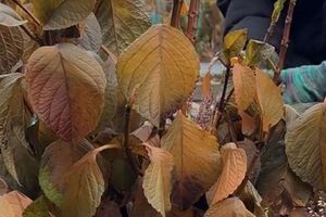 Именно этот способ укрытия гортензий показал себя лучше всего