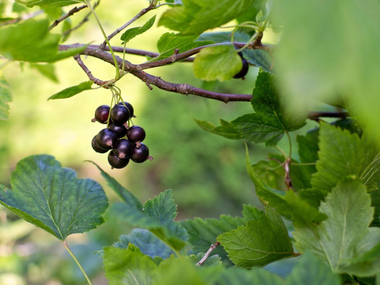 Кустам нельзя давать распуститься