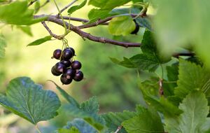 Кустам нельзя давать распуститься