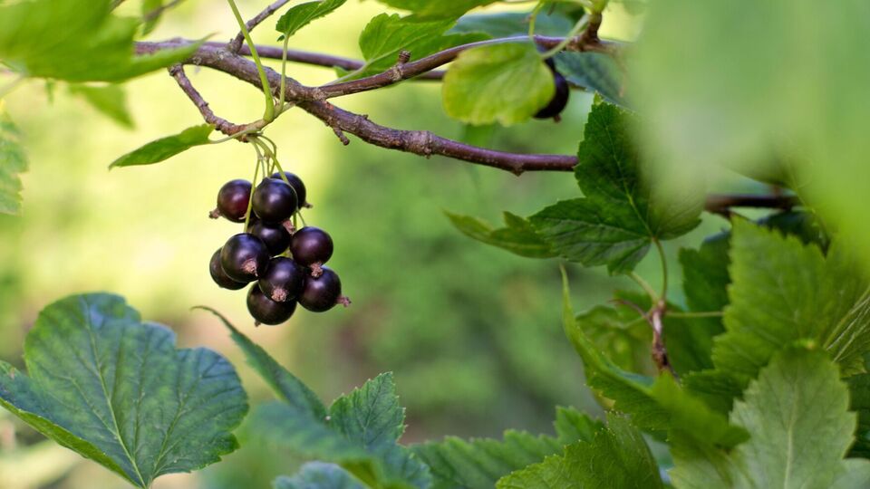 Кустам нельзя давать распуститься