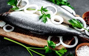 У самиці оселедця черево завжди опукле й напівкругле, а спина – рівна