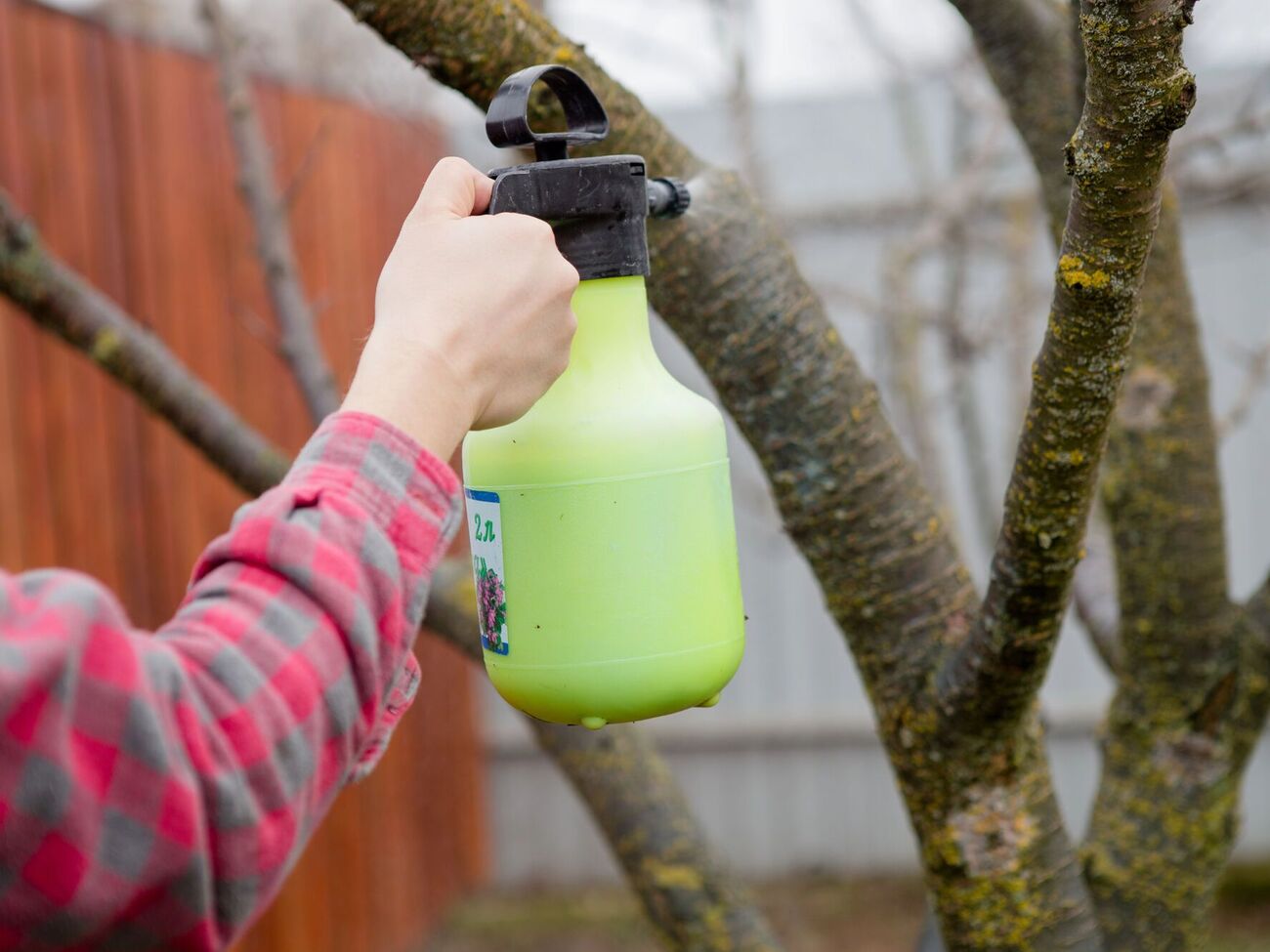 Зимнее опрыскивание поможет избавиться от большого количества вредителей