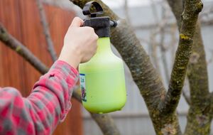 Зимнее опрыскивание поможет избавиться от большого количества вредителей