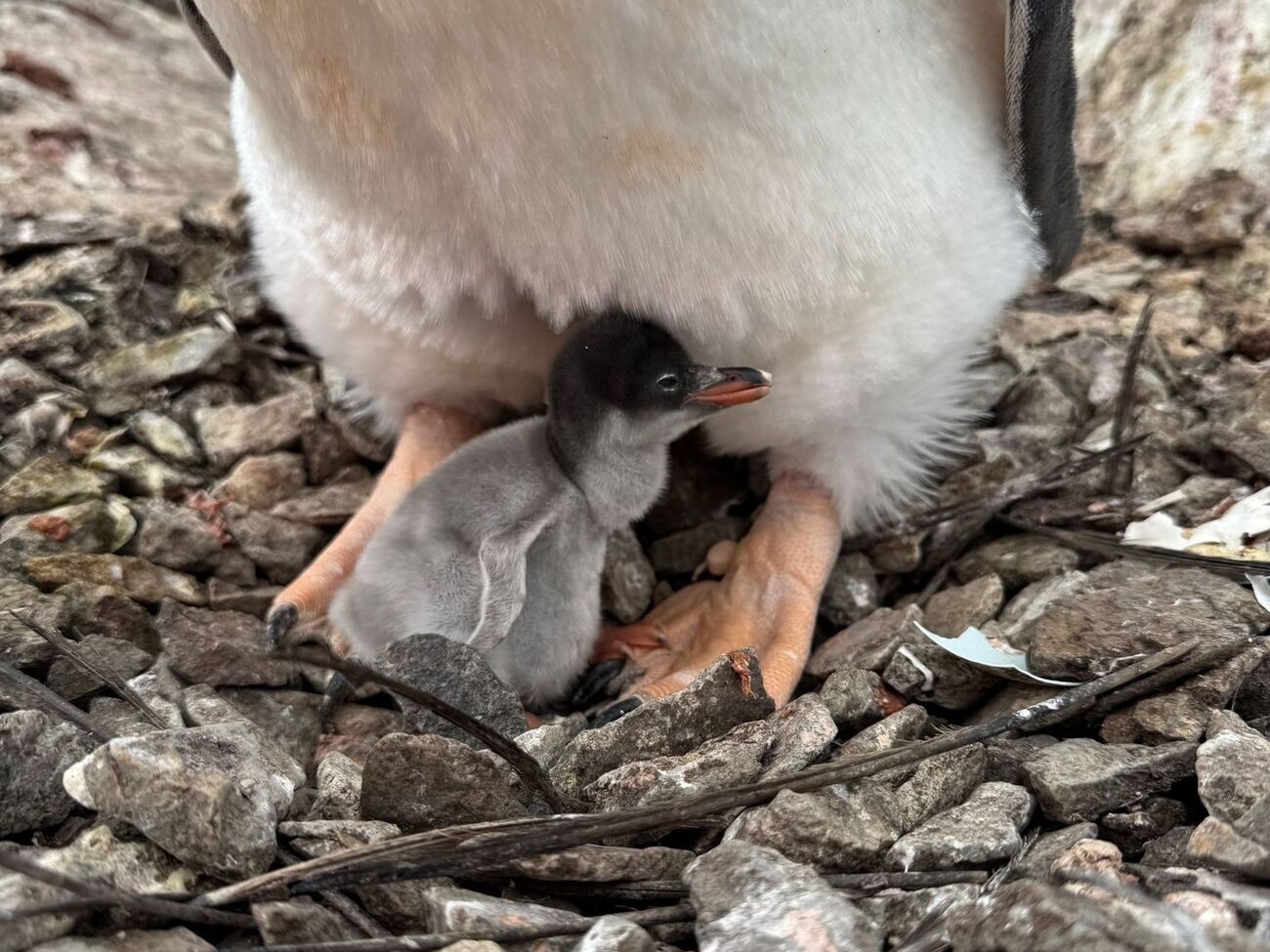 У пингвинов продолжают вылупляться птенцы