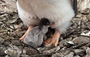 У пингвинов продолжают вылупляться птенцы