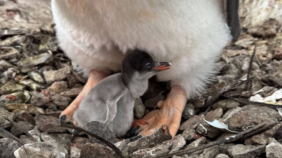 У пингвинов продолжают вылупляться птенцы