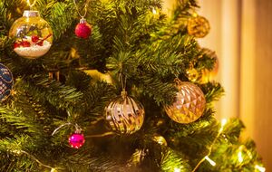 Сделайте раствор из воды и сока листьев алоэ, чтобы разбрызгать его на срубленное дерево