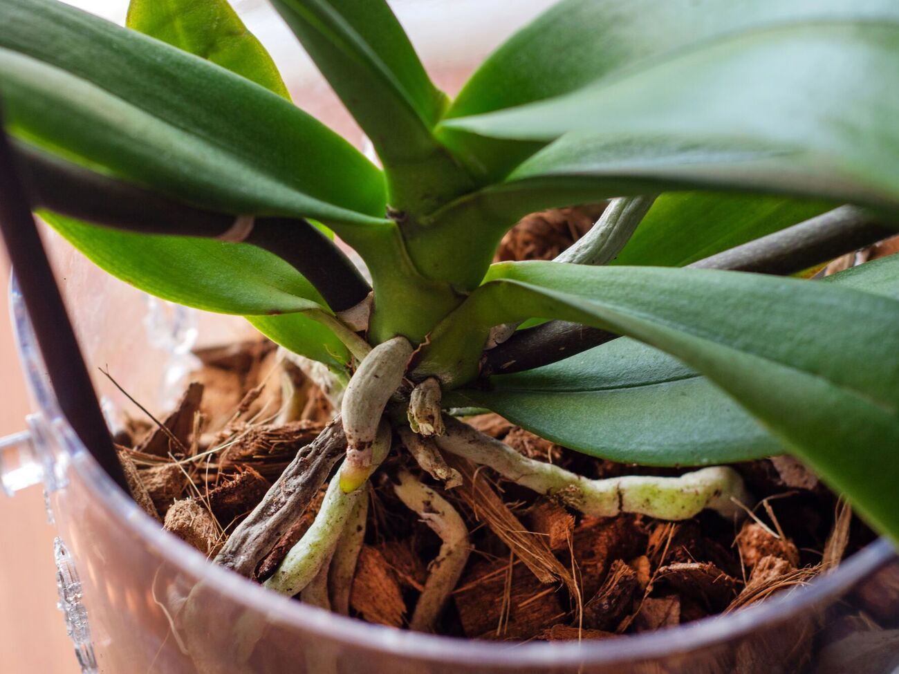 Йод стимулирует рост корней и бутонов, а также препятствует развитию грибковых заболеваний