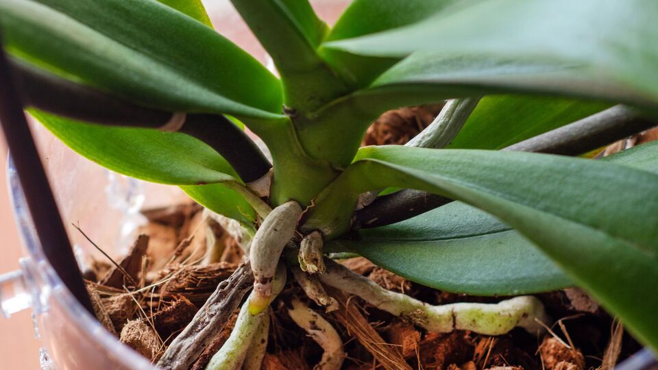 Йод стимулирует рост корней и бутонов, а также препятствует развитию грибковых заболеваний