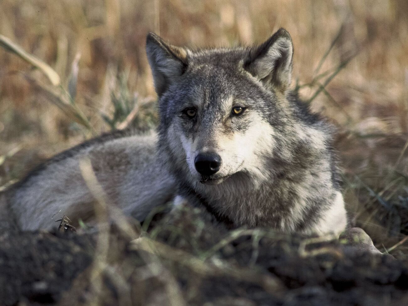Киевлянка раньше уже держала в квартире волков, их также изымали