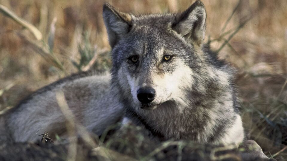 Киевлянка раньше уже держала в квартире волков, их также изымали