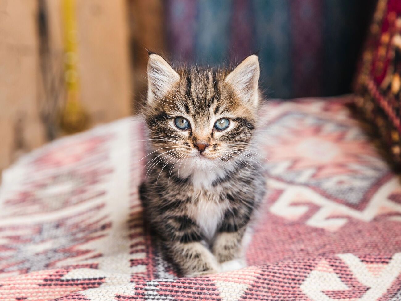 У кафе тварин можна погладити за гроші