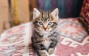 У кафе тварин можна погладити за гроші